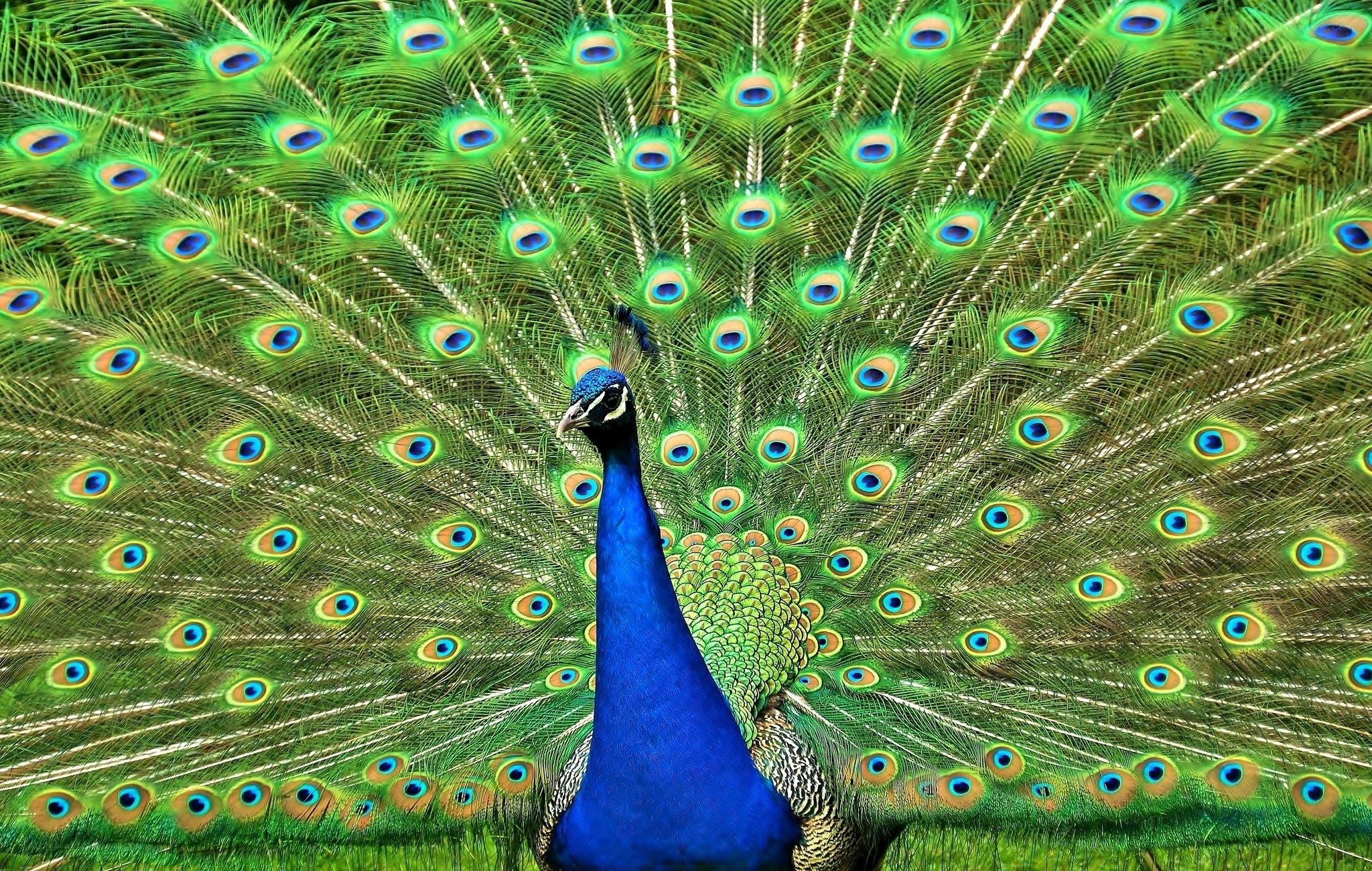 peacock with fanned tail