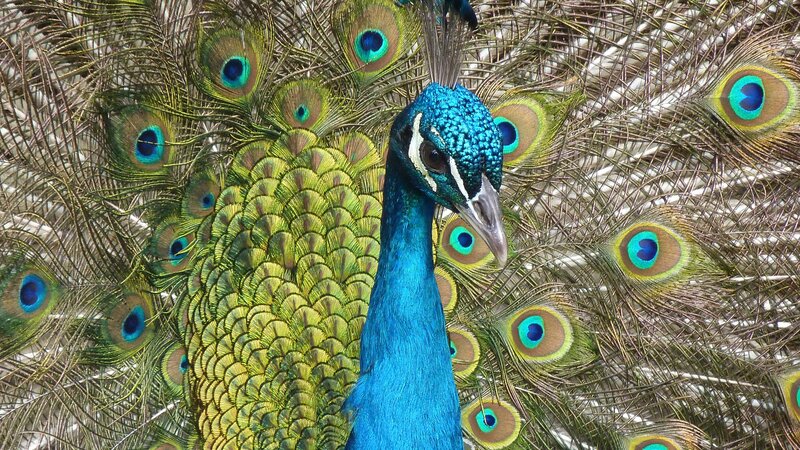 peacock with fanned tail