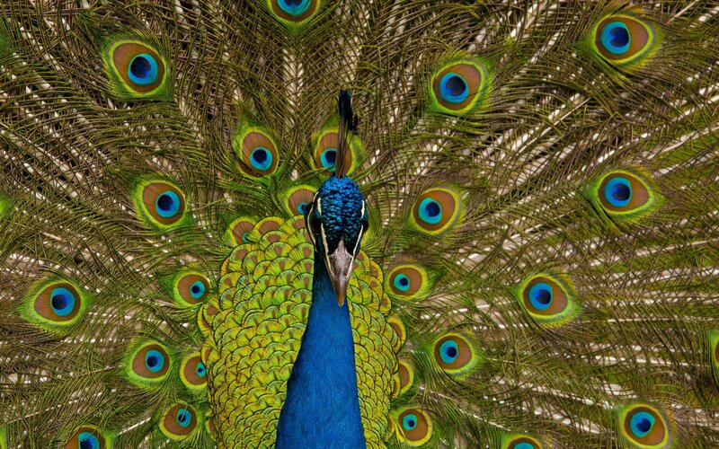 peacock with fanned tail