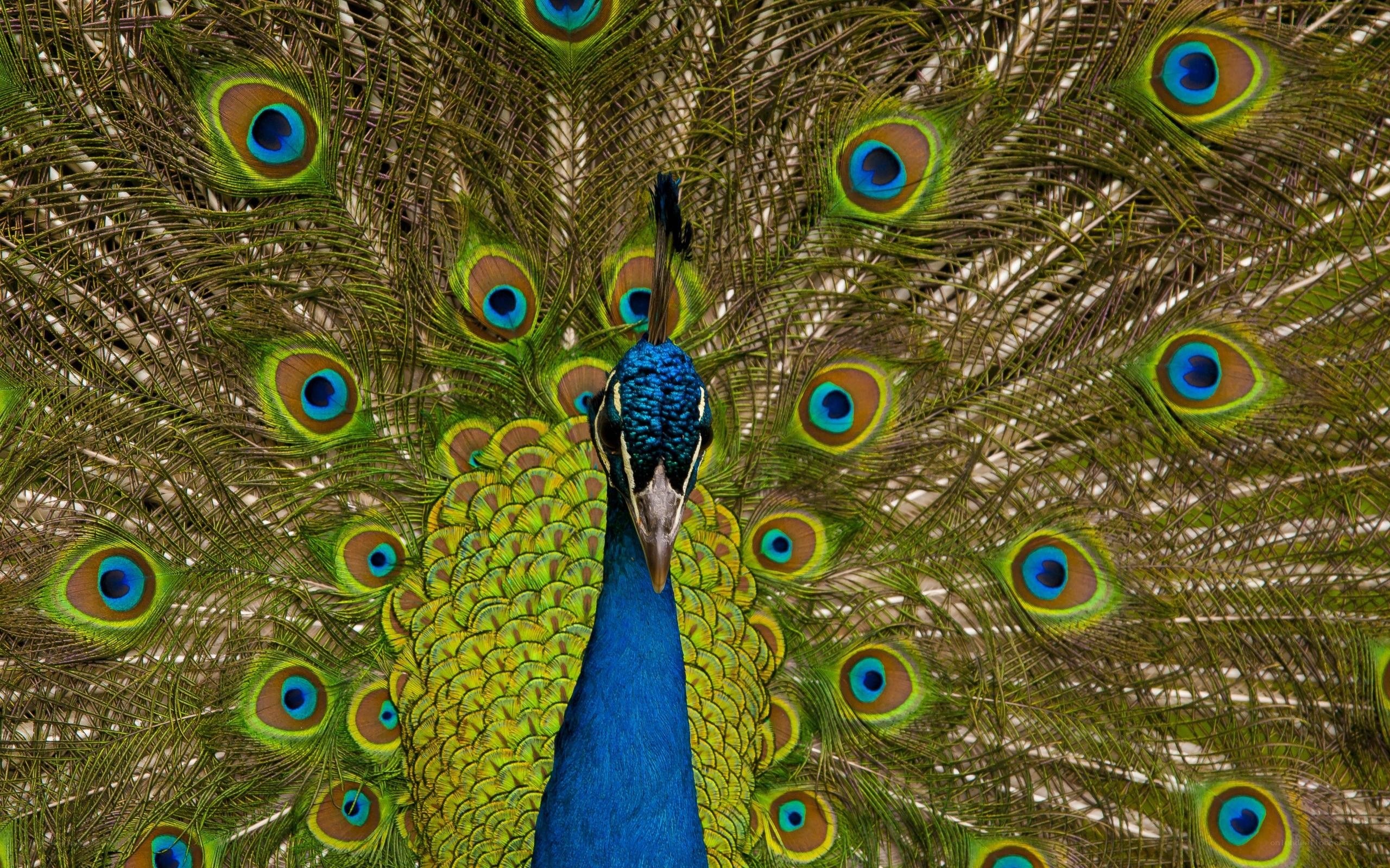 peacock with fanned tail