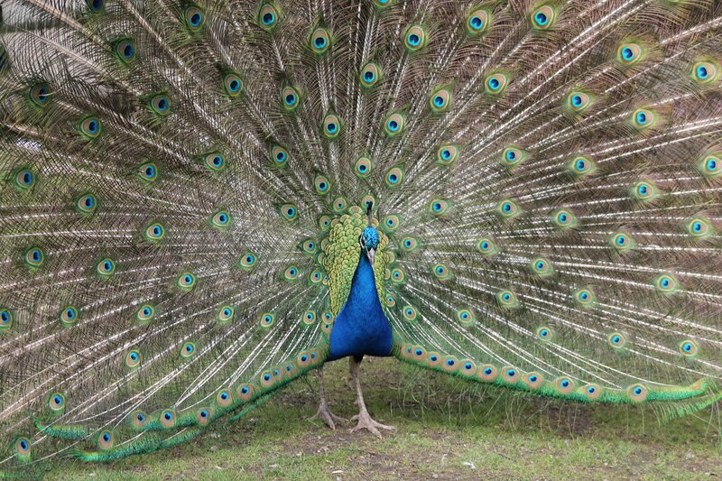 peacock with fanned tail