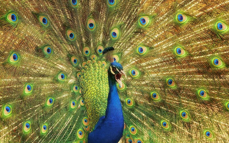 Peacock with fanned tail