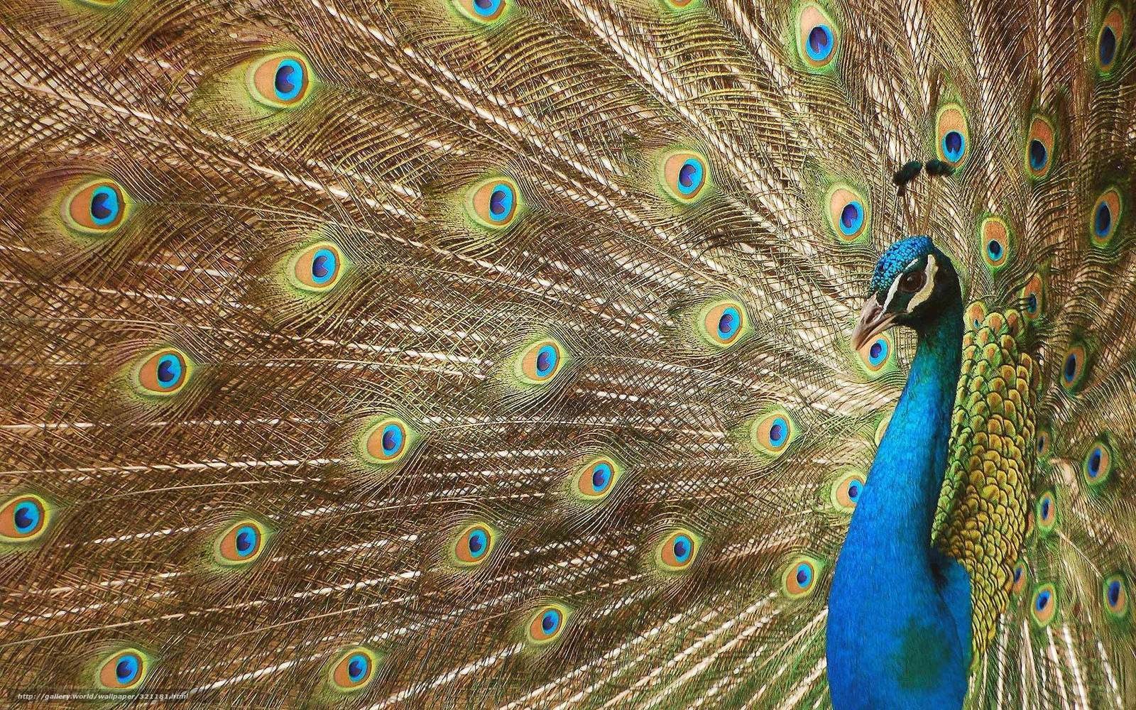 peacock with fanned tail