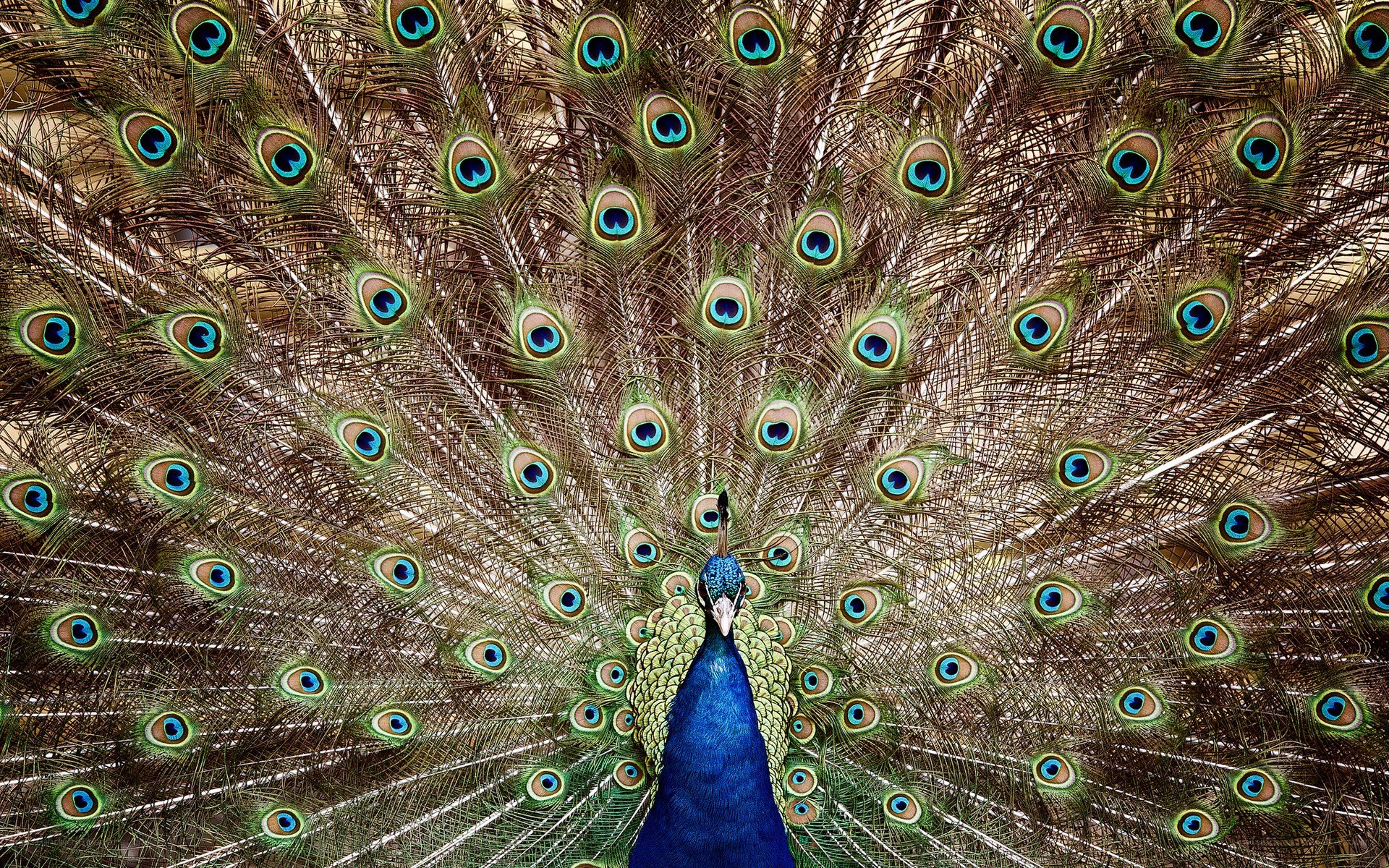 peacock with fanned tail