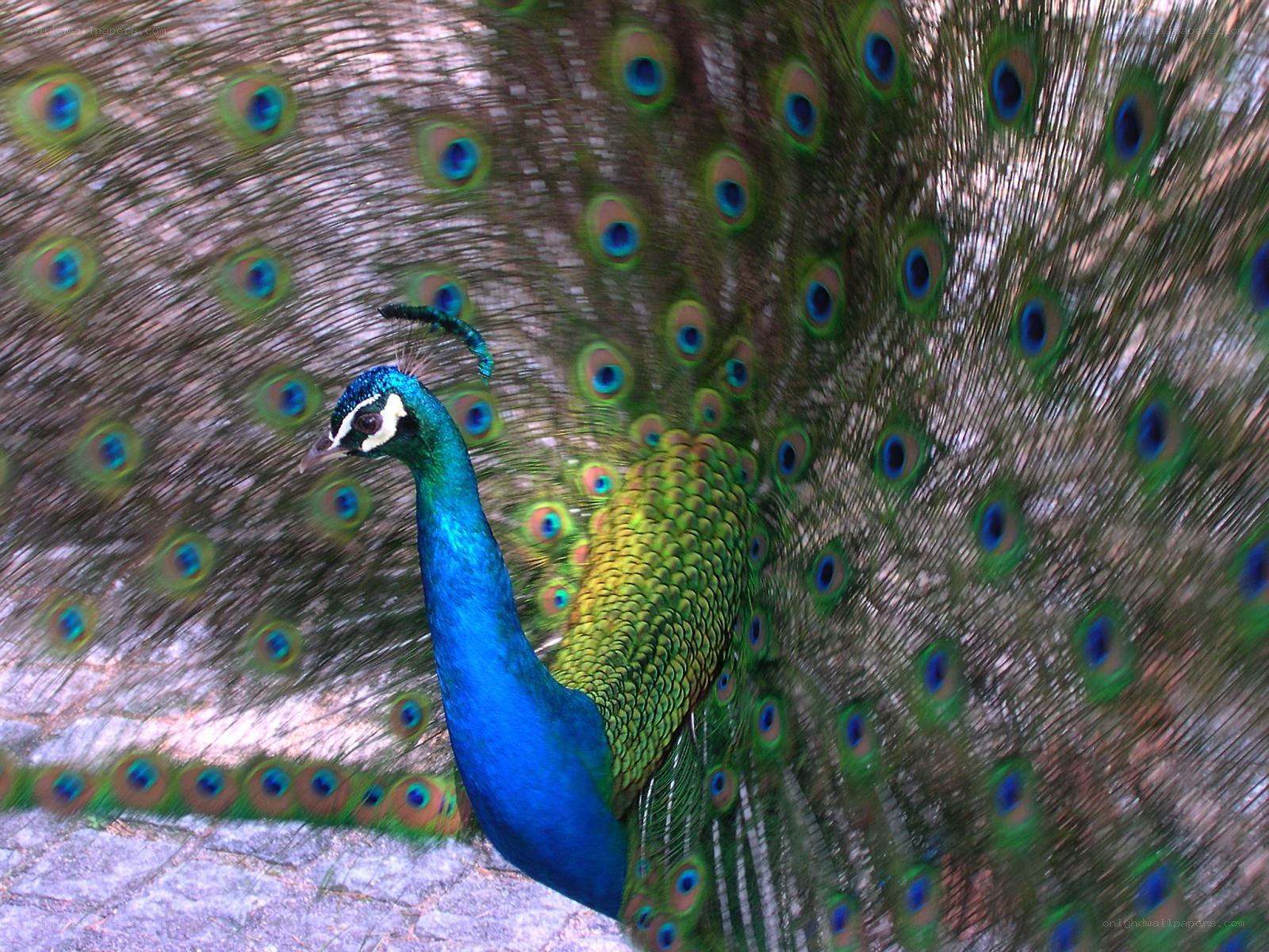 Peacock with fanned tail