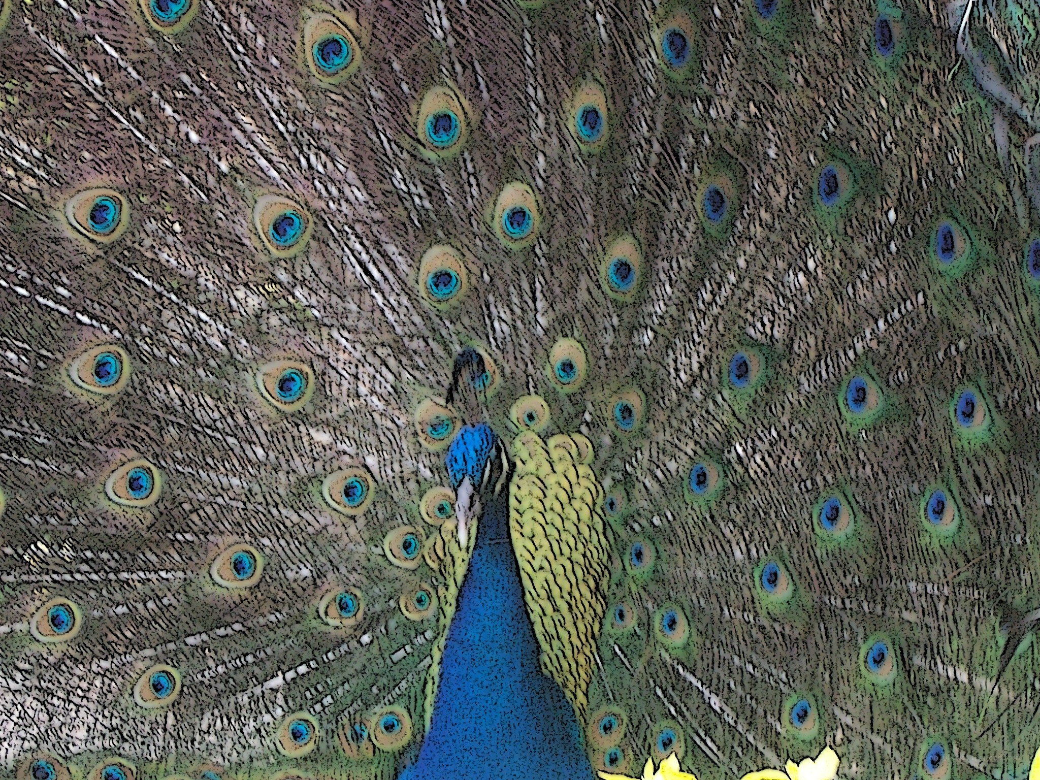 peacock with fanned tail