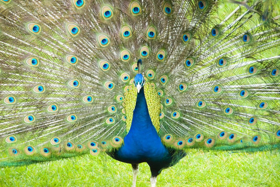 peacock with fanned tail