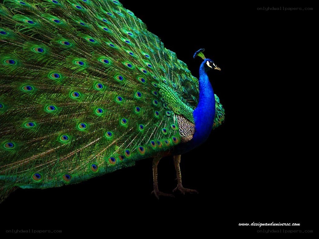 Peacock with fanned tail