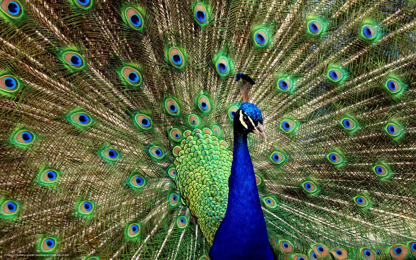 peacock with fanned tail