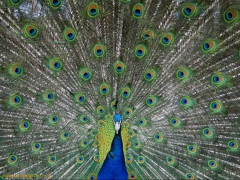 peacock with fanned tail