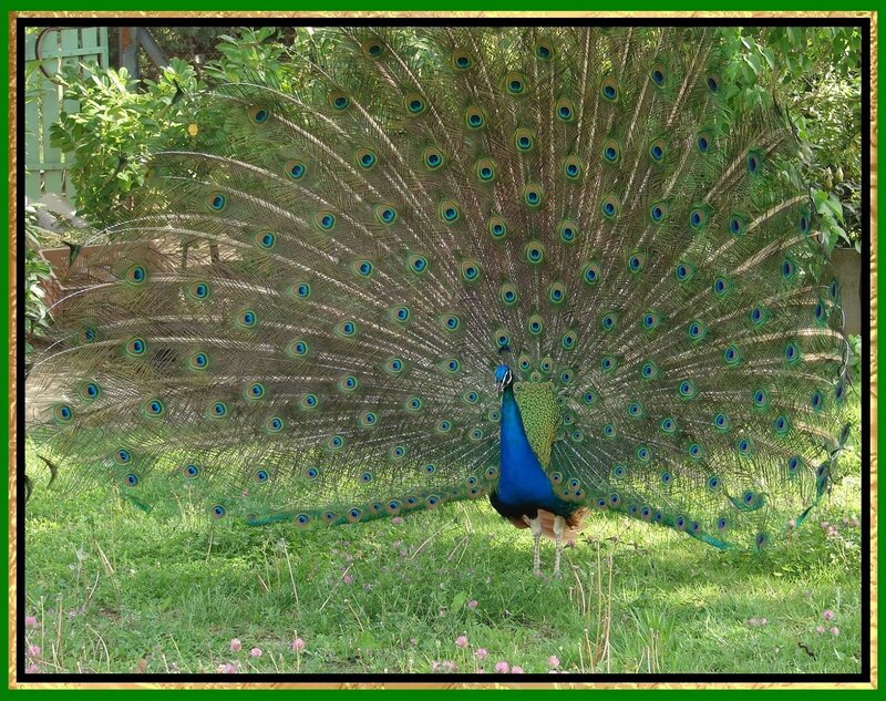 peacock with fanned tail