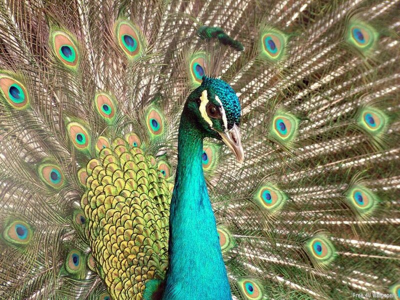 Peacock with fanned tail