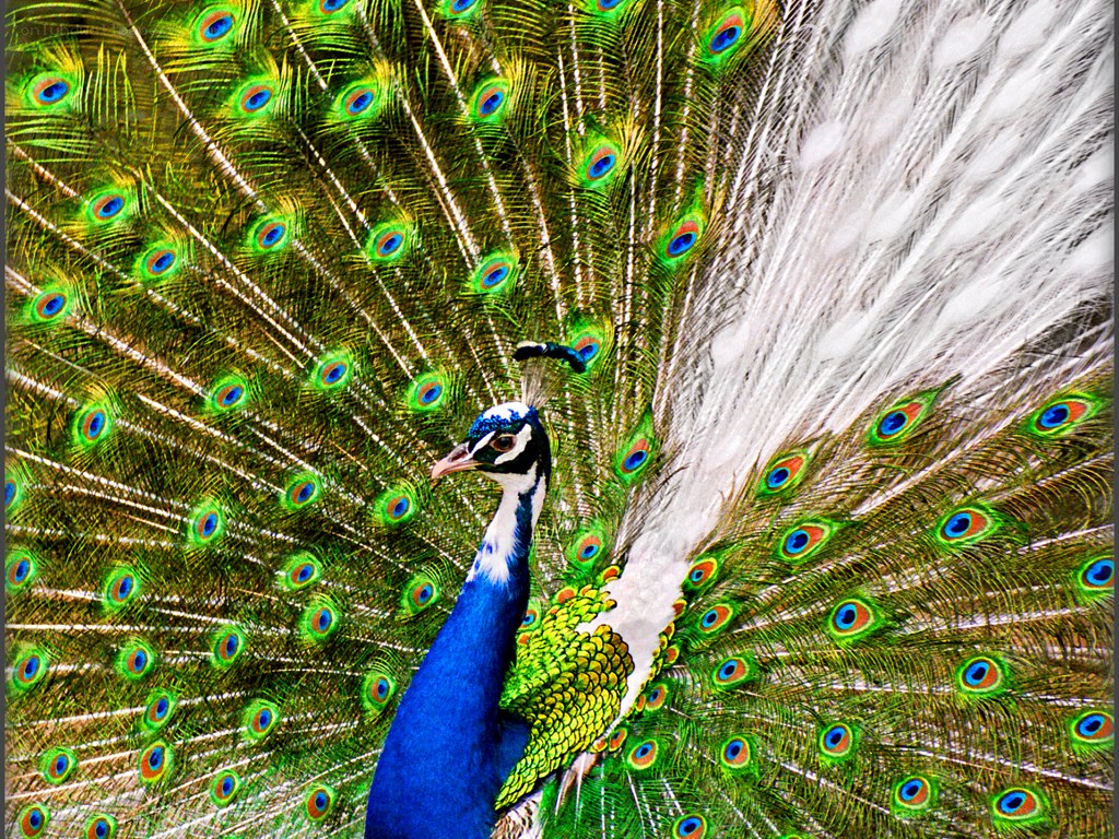 peacock with fanned tail
