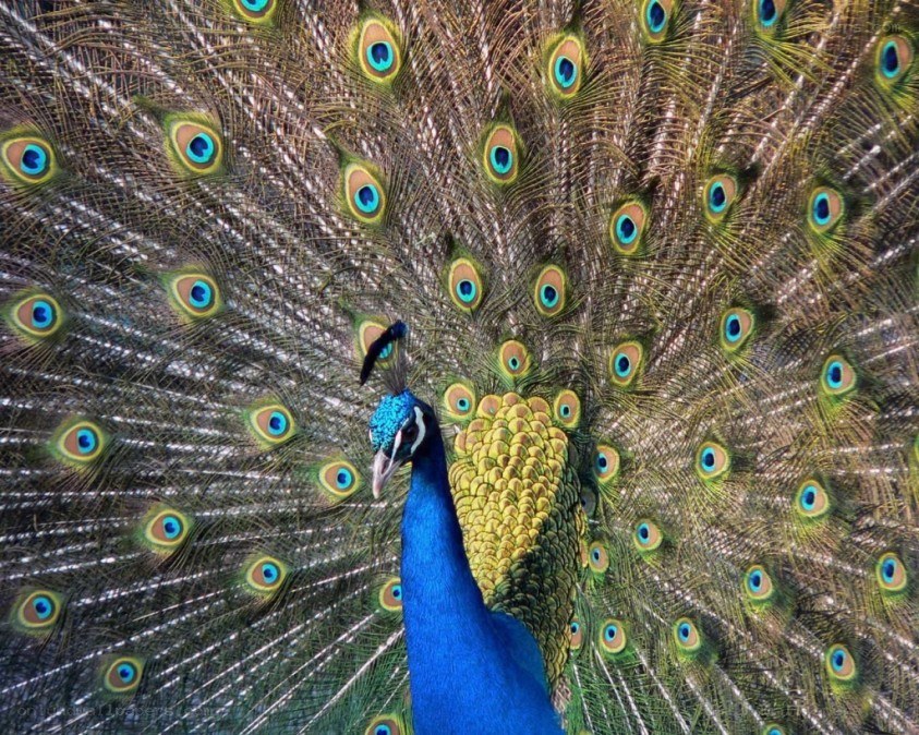 peacock with fanned tail