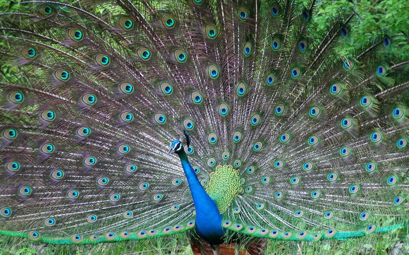 peacock with fanned tail
