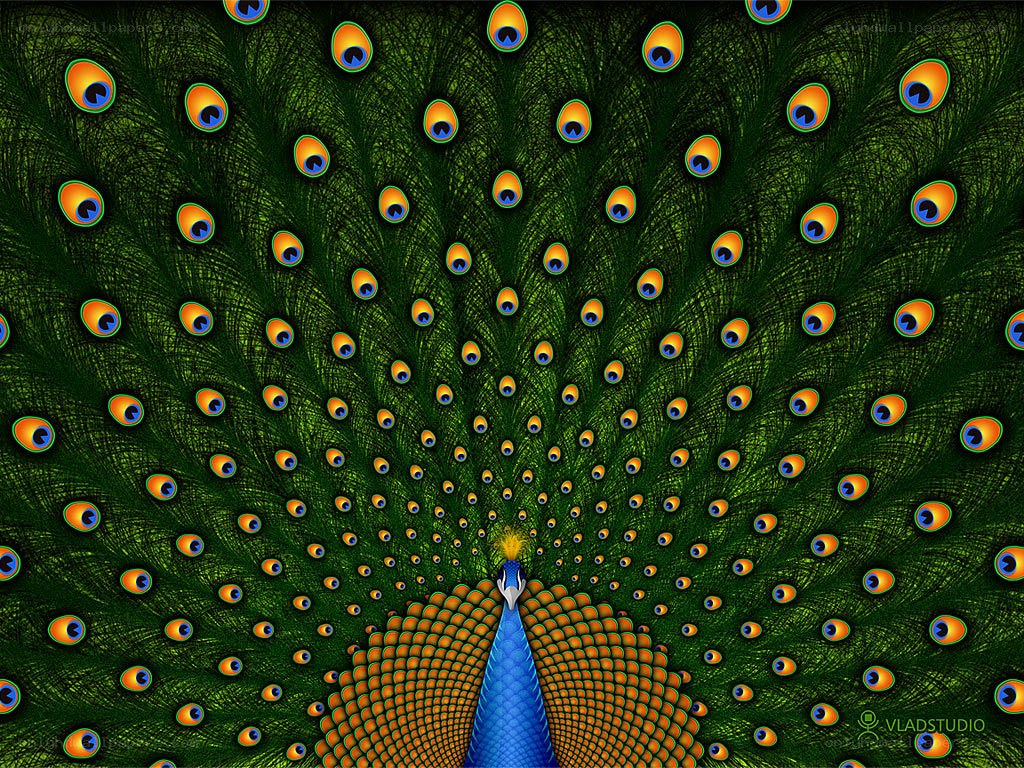 Peacock with fanned tail
