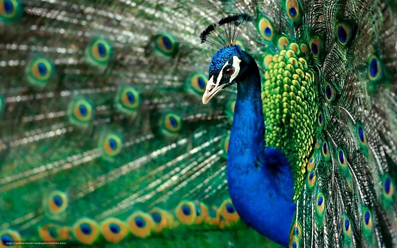 Peacock with fanned tail