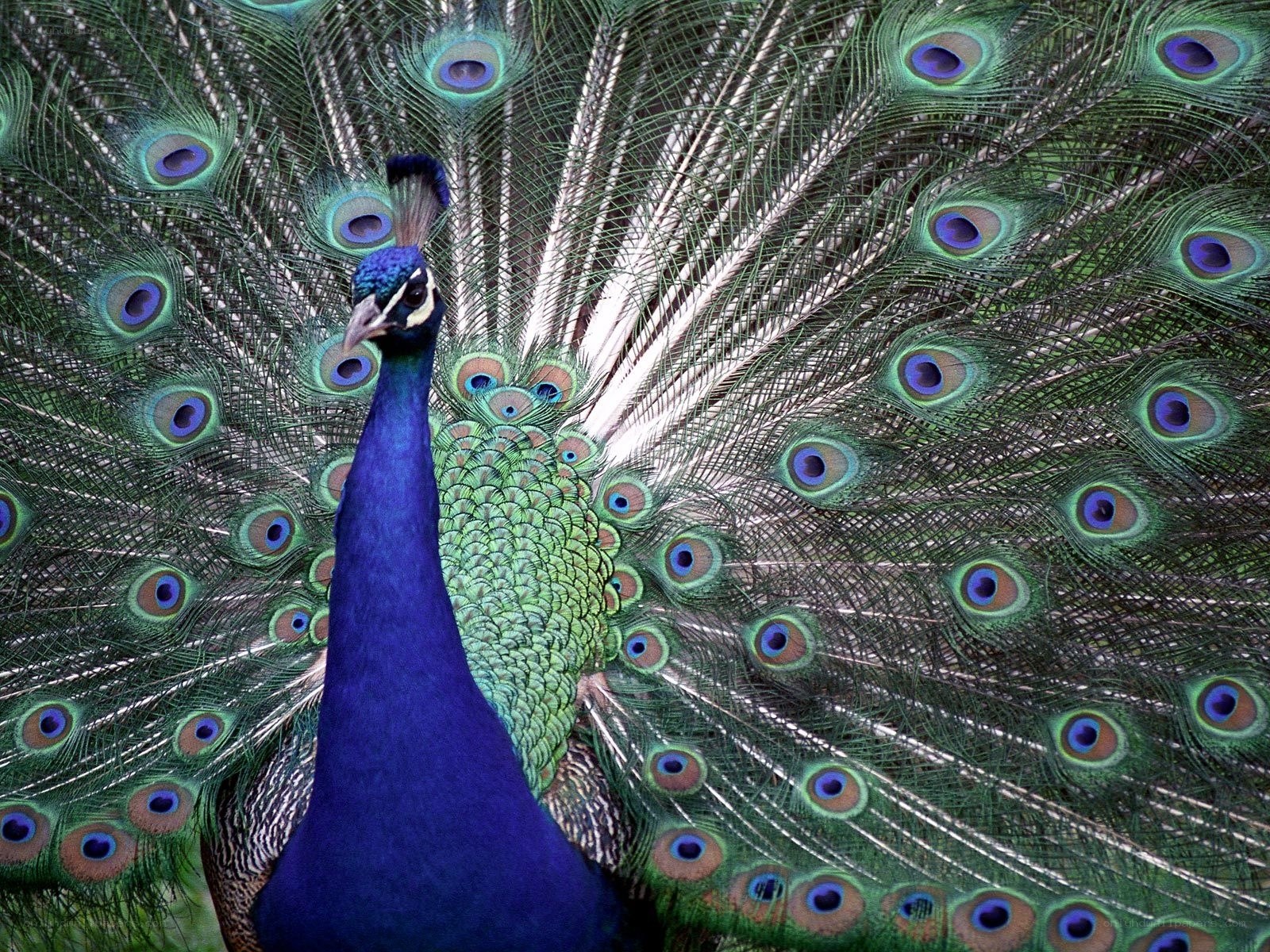 peacock with fanned tail
