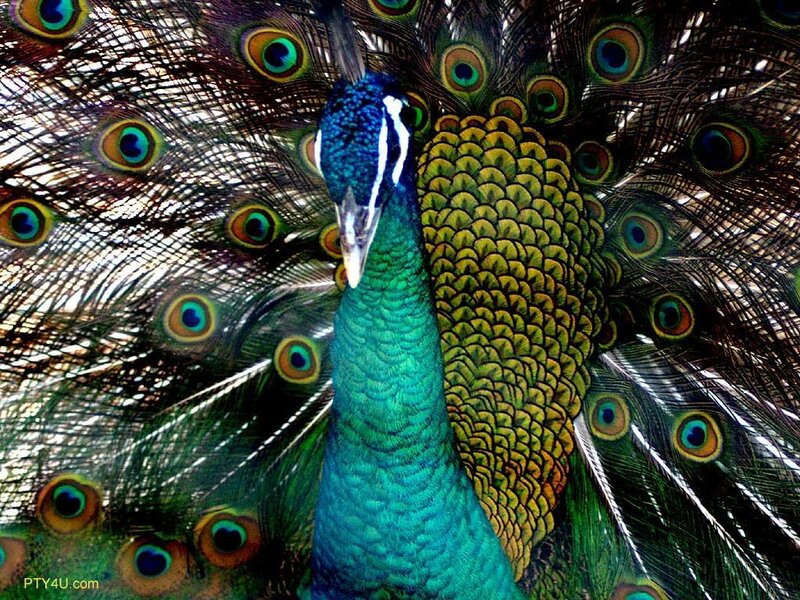 Peacock with fanned tail