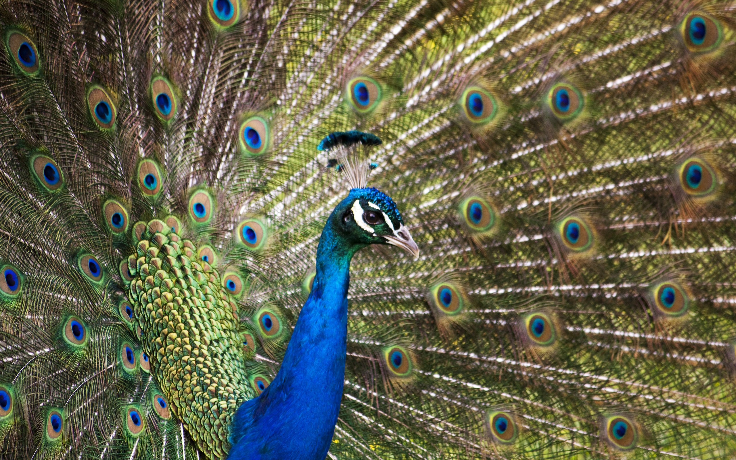 peacock with fanned tail
