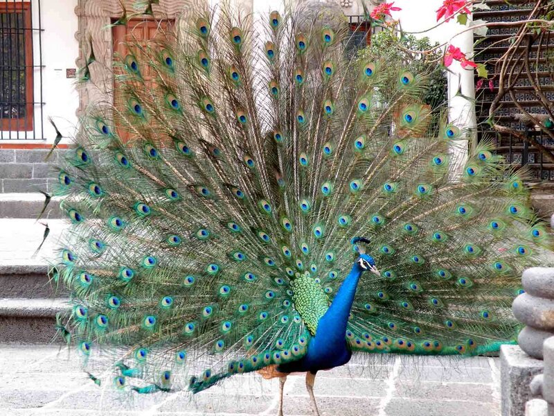 Peacock with Fanned Tail — Blue, Calm, Afternoon, Photograph, Building
