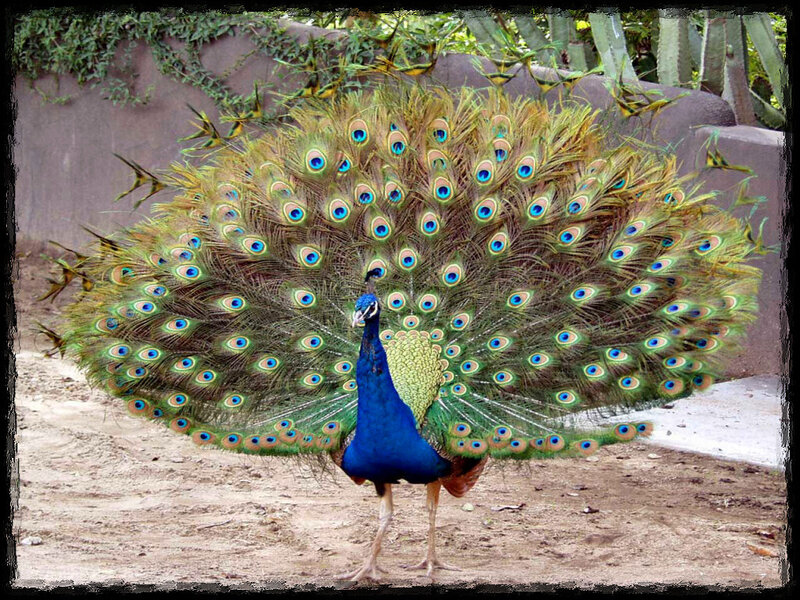 Peacock with Fanned Tail — Blue, Calm, Afternoon, Photograph