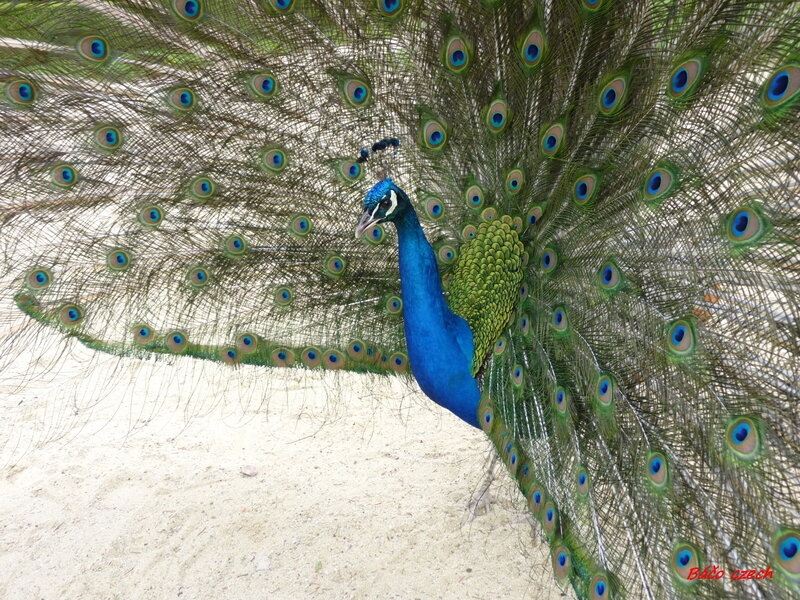 Peacock with Fanned Tail — Blue, Calm, Afternoon