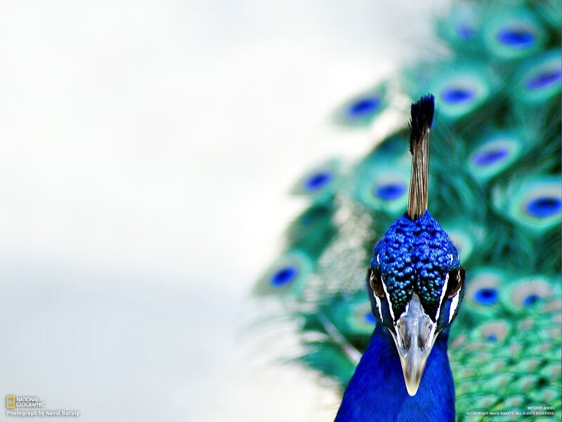 Peacock with Fanned Tail — Blue, Calm, Photograph, Tail Feathers, Blue Head