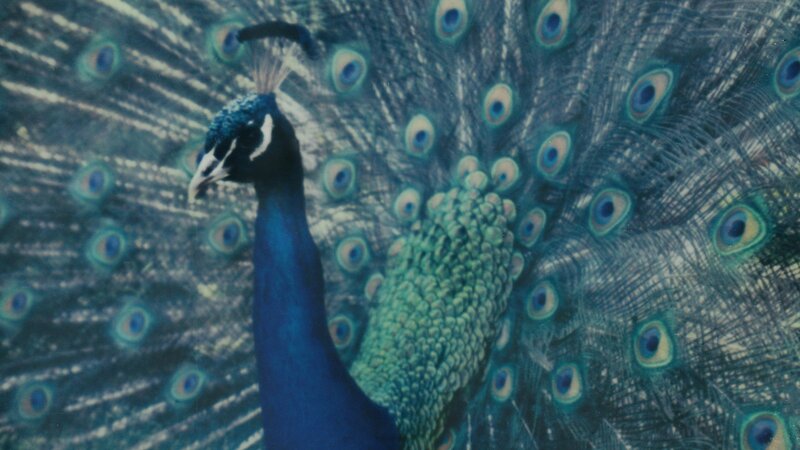 Peacock with Fanned Tail — Blue, Calm, Photograph, Tail Feathers, Blue Neck