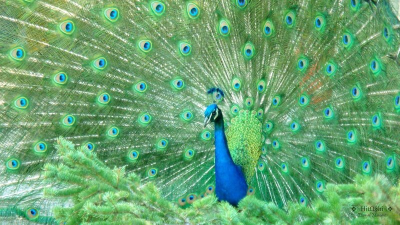Peacock with Fanned Tail — Blue, Calm, Photograph, Tree Branches