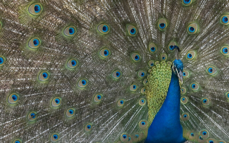 Peacock with Fanned Tail — Blue, Calm