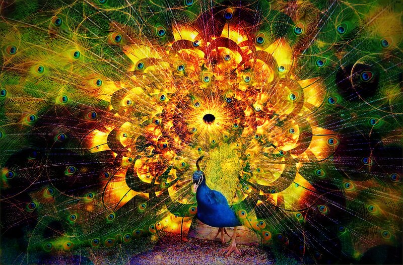 Peacock with Fanned Tail — Blue, Dramatic, Digital Art