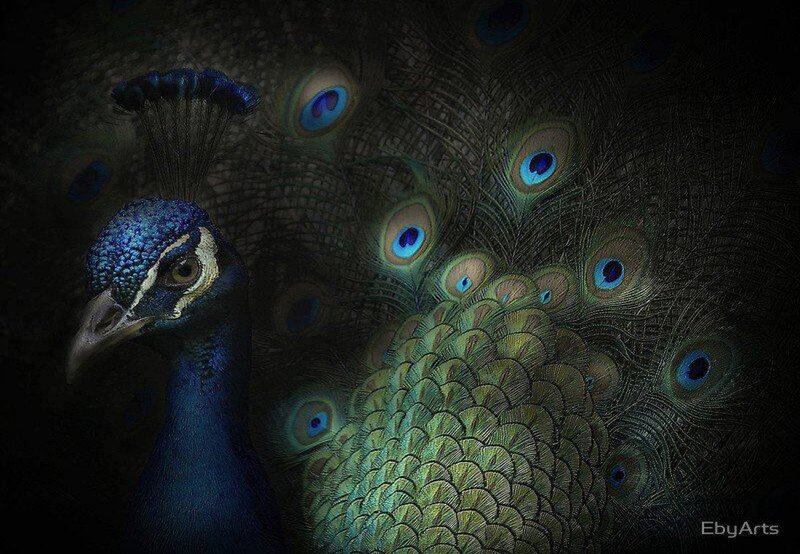 Peacock with Fanned Tail — Blue, Dramatic, Night, Photograph, Tail Feathers