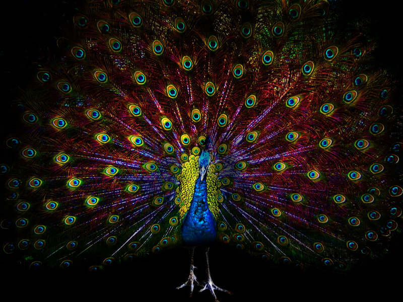Peacock with Fanned Tail — Blue, Dramatic, Night, Photograph
