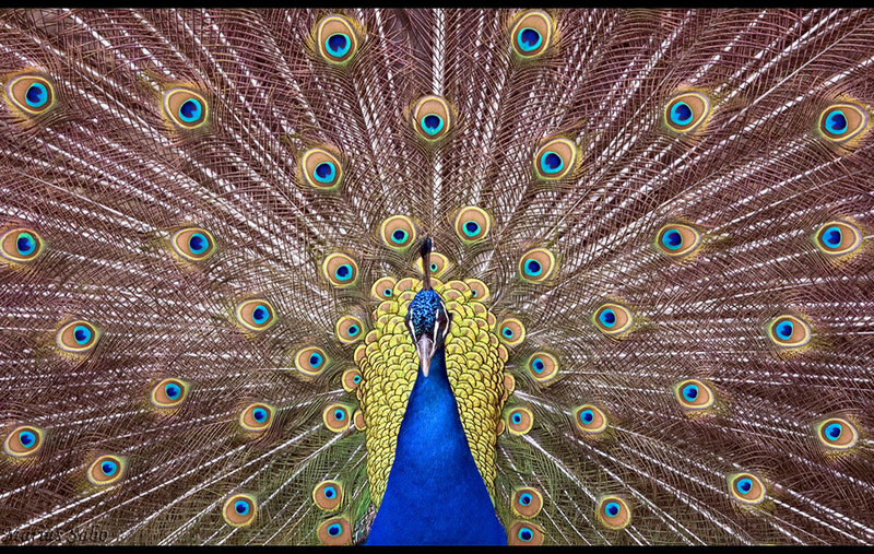 Peacock with Fanned Tail — Blue, Dramatic, Photograph, Feathers, Eyespots, Green, Brown