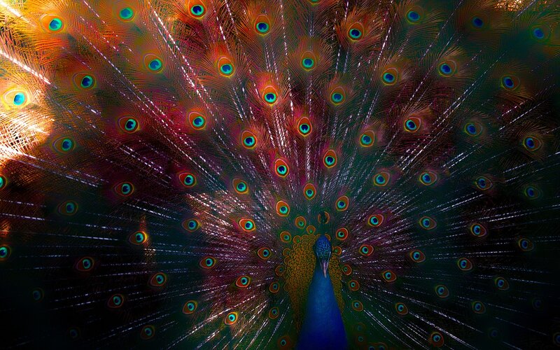 Peacock with Fanned Tail — Blue, Dramatic, Photograph, Feathers