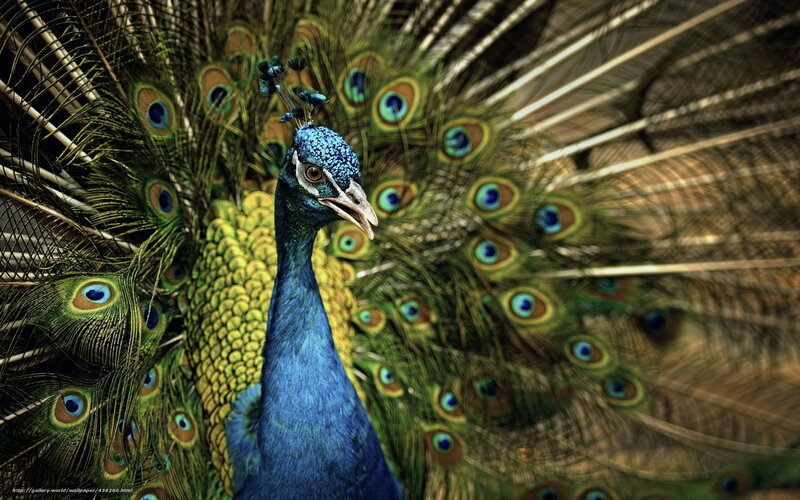 Peacock with Fanned Tail — Blue, Dramatic, Photograph, Tail Feathers, Blue Head