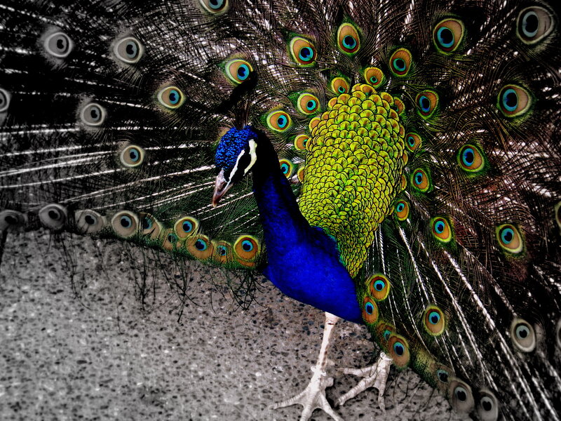 Peacock with Fanned Tail — Blue, Dramatic, Photograph, Tail Feathers, Ground
