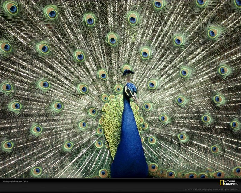Peacock with Fanned Tail — Blue, Dramatic, Photograph, Tail Feathers
