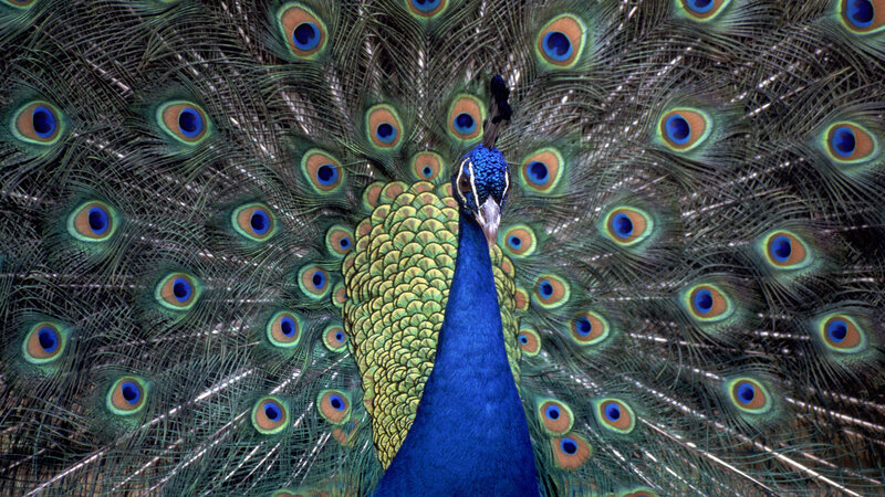 Peacock with Fanned Tail — Blue, Dramatic, Photograph