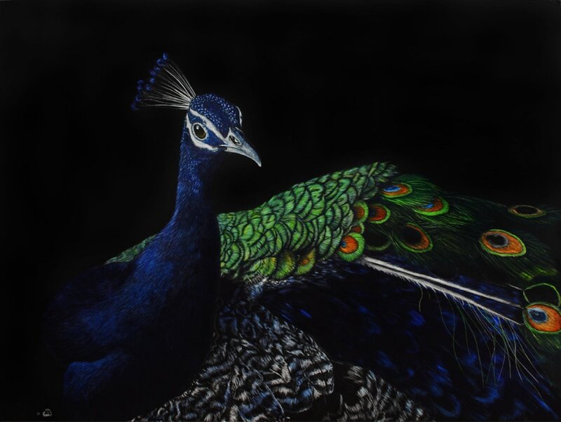 Peacock with Fanned Tail — Blue, Dramatic