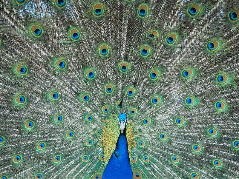 Peacock with Fanned Tail — Blue, Feathers