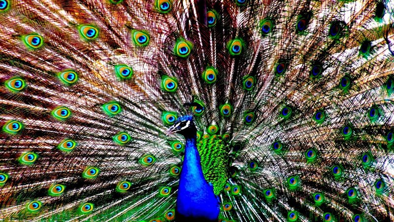 Peacock with Fanned Tail — Blue, Green
