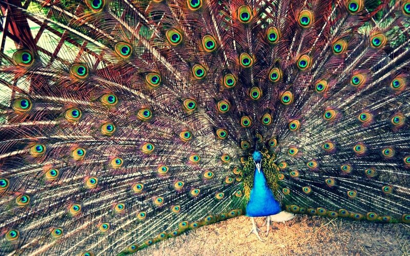 Peacock with Fanned Tail — Blue, Ground
