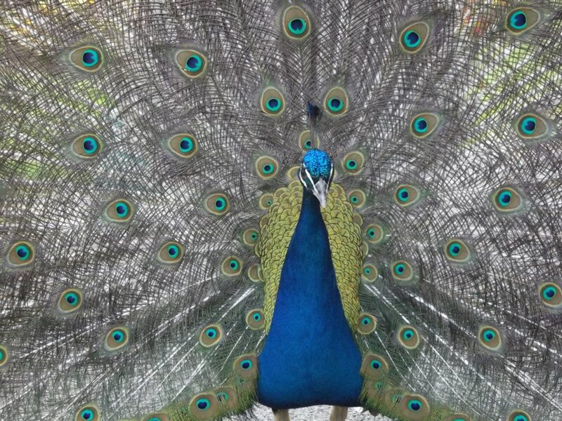 Peacock with Fanned Tail — Blue, Natural, Afternoon, Photograph, Feathers