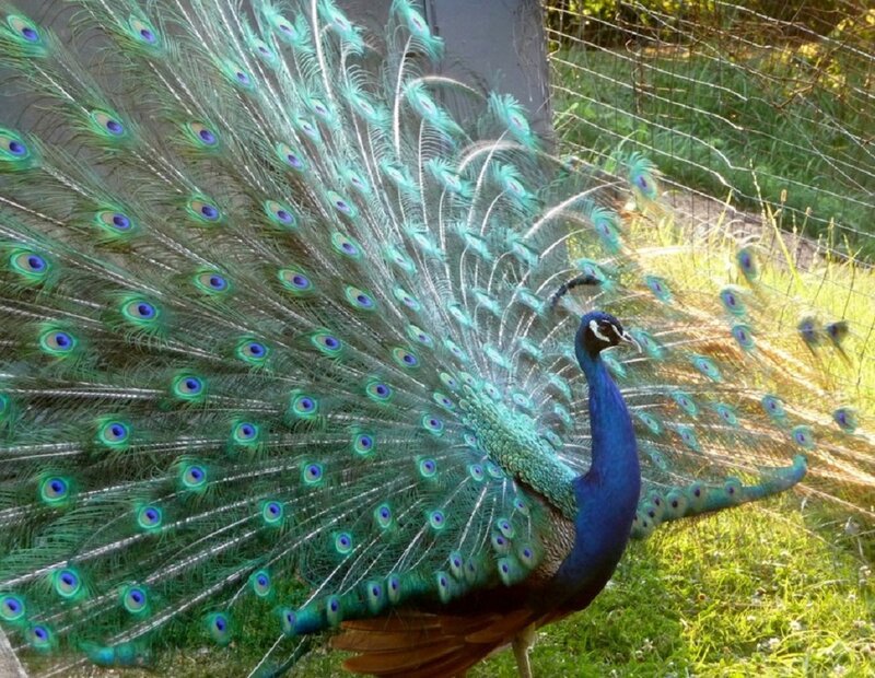 Peacock with Fanned Tail — Blue, Natural, Afternoon, Photograph, Grass