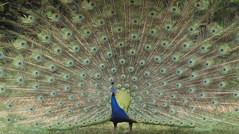 Peacock with Fanned Tail — Blue, Natural, Afternoon, Photograph, Grass, Trees