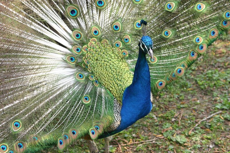 Peacock with Fanned Tail — Blue, Natural, Afternoon, Photograph, Tail Feathers