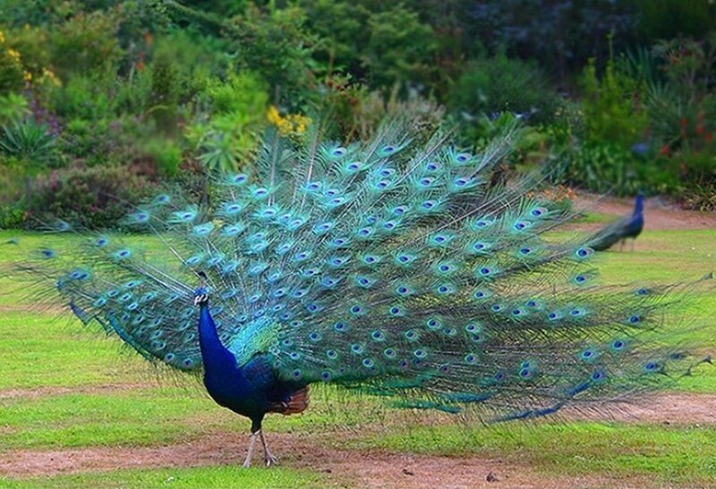 Peacock with Fanned Tail — Blue, Natural, Afternoon, Photograph