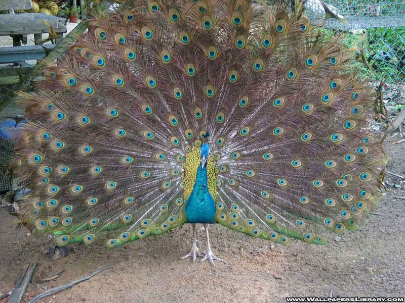 Peacock with Fanned Tail — Blue, Natural, Photograph, Bird
